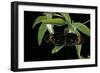 Heliconius Atthis Male X Heliconius Hecale Female X Heliconius Melpomene Female (Longwing Butterfly-Paul Starosta-Framed Photographic Print