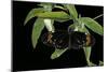 Heliconius Atthis Male X Heliconius Hecale Female X Heliconius Melpomene Female (Longwing Butterfly-Paul Starosta-Mounted Photographic Print