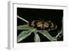 Heliconius Atthis Male X Heliconius Hecale Female X Heliconius Melpomene Female (Longwing Butterfly-Paul Starosta-Framed Photographic Print