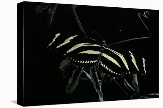 Heliconius Charithonia (Zebra Longwing)-Paul Starosta-Stretched Canvas