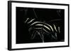 Heliconius Charithonia (Zebra Longwing)-Paul Starosta-Framed Photographic Print