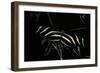 Heliconius Charithonia (Zebra Longwing)-Paul Starosta-Framed Photographic Print