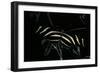 Heliconius Charithonia (Zebra Longwing)-Paul Starosta-Framed Photographic Print