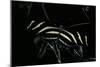 Heliconius Charithonia (Zebra Longwing)-Paul Starosta-Mounted Photographic Print