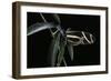 Heliconius Charithonia (Zebra Longwing)-Paul Starosta-Framed Photographic Print