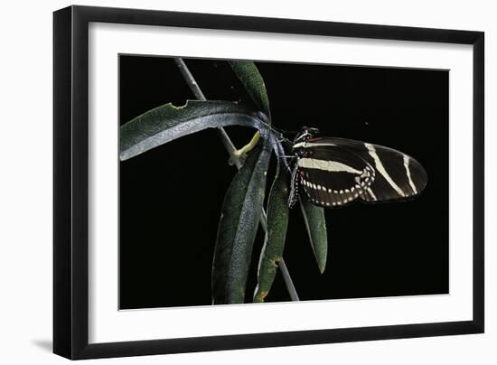 Heliconius Charithonia (Zebra Longwing)-Paul Starosta-Framed Photographic Print