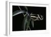 Heliconius Charithonia (Zebra Longwing)-Paul Starosta-Framed Photographic Print