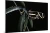 Heliconius Charithonia (Zebra Longwing)-Paul Starosta-Mounted Photographic Print