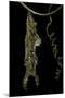 Heliconius Charitonia (Zebra Longwing) - Pupa on Passion Flower Tendril-Paul Starosta-Mounted Premium Photographic Print