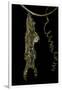 Heliconius Charitonia (Zebra Longwing) - Pupa on Passion Flower Tendril-Paul Starosta-Framed Premium Photographic Print
