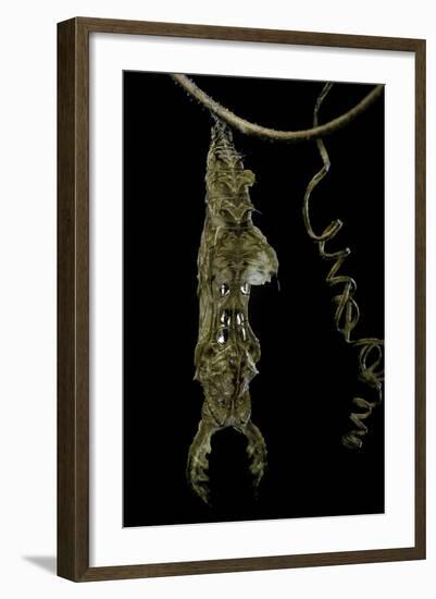 Heliconius Charitonia (Zebra Longwing) - Pupa on Passion Flower Tendril-Paul Starosta-Framed Photographic Print