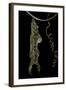 Heliconius Charitonia (Zebra Longwing) - Pupa on Passion Flower Tendril-Paul Starosta-Framed Photographic Print