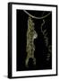 Heliconius Charitonia (Zebra Longwing) - Pupa on Passion Flower Tendril-Paul Starosta-Framed Photographic Print