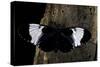 Heliconius Cydno (Cydno Longwing)-Paul Starosta-Stretched Canvas