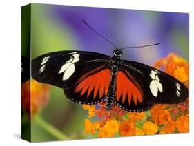 Heliconius Doris in Red Phase Resting on Lantana-Darrell Gulin-Stretched Canvas