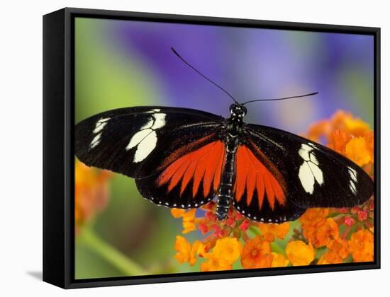 Heliconius Doris in Red Phase Resting on Lantana-Darrell Gulin-Framed Stretched Canvas