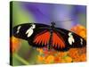 Heliconius Doris in Red Phase Resting on Lantana-Darrell Gulin-Stretched Canvas