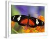 Heliconius Doris in Red Phase Resting on Lantana-Darrell Gulin-Framed Photographic Print