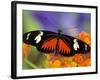 Heliconius Doris in Red Phase Resting on Lantana-Darrell Gulin-Framed Photographic Print