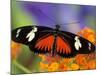 Heliconius Doris in Red Phase Resting on Lantana-Darrell Gulin-Mounted Photographic Print