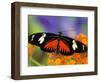 Heliconius Doris in Red Phase Resting on Lantana-Darrell Gulin-Framed Photographic Print