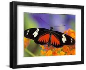 Heliconius Doris in Red Phase Resting on Lantana-Darrell Gulin-Framed Photographic Print