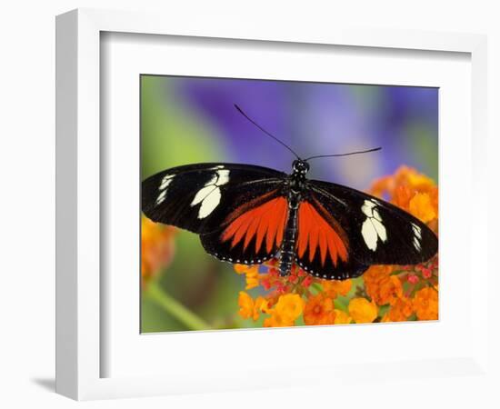 Heliconius Doris in Red Phase Resting on Lantana-Darrell Gulin-Framed Photographic Print