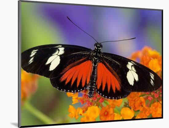 Heliconius Doris in Red Phase Resting on Lantana-Darrell Gulin-Mounted Photographic Print