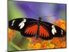 Heliconius Doris in Red Phase Resting on Lantana-Darrell Gulin-Mounted Photographic Print