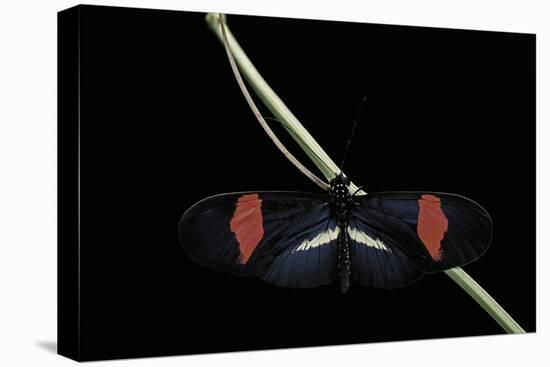 Heliconius Erato (Crimson-Patched Longwing, Red Postman) - Male-Paul Starosta-Stretched Canvas