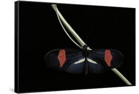 Heliconius Erato (Crimson-Patched Longwing, Red Postman) - Male-Paul Starosta-Framed Stretched Canvas