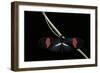 Heliconius Erato (Crimson-Patched Longwing, Red Postman) - Male-Paul Starosta-Framed Photographic Print