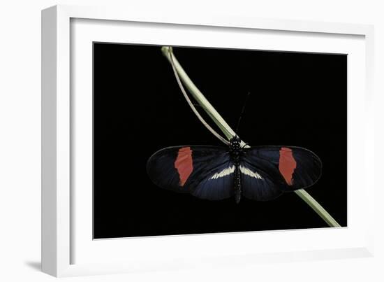 Heliconius Erato (Crimson-Patched Longwing, Red Postman) - Male-Paul Starosta-Framed Photographic Print