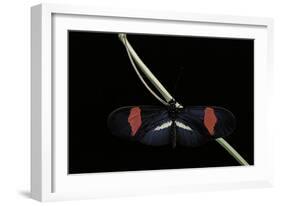 Heliconius Erato (Crimson-Patched Longwing, Red Postman) - Male-Paul Starosta-Framed Photographic Print