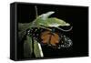 Heliconius Hecale (Tiger Longwing, Golden Heliconian; Golden Longwing)-Paul Starosta-Framed Stretched Canvas