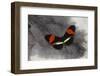 Heliconius Longwing Butterfly on Helmeted Guineafowl Feathers-Darrell Gulin-Framed Photographic Print