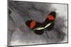 Heliconius Longwing Butterfly on Helmeted Guineafowl Feathers-Darrell Gulin-Mounted Photographic Print