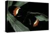 Heliconius Melpomene (Postman Butterfly)-Paul Starosta-Stretched Canvas