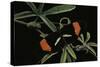 Heliconius Melpomene (Postman Butterfly)-Paul Starosta-Stretched Canvas