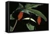 Heliconius Melpomene (Postman Butterfly)-Paul Starosta-Framed Stretched Canvas