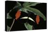 Heliconius Melpomene (Postman Butterfly)-Paul Starosta-Stretched Canvas