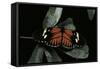 Heliconius Melpomene (Postman Butterfly)-Paul Starosta-Framed Stretched Canvas