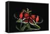 Heliconius Melpomene (Postman Butterfly)-Paul Starosta-Framed Stretched Canvas