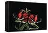Heliconius Melpomene (Postman Butterfly)-Paul Starosta-Framed Stretched Canvas