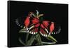 Heliconius Melpomene (Postman Butterfly)-Paul Starosta-Framed Stretched Canvas