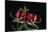 Heliconius Melpomene (Postman Butterfly)-Paul Starosta-Stretched Canvas