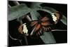 Heliconius Melpomene (Postman Butterfly)-Paul Starosta-Mounted Photographic Print