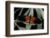 Heliconius Melpomene (Postman Butterfly)-Paul Starosta-Framed Photographic Print