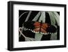 Heliconius Melpomene (Postman Butterfly)-Paul Starosta-Framed Photographic Print