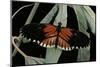 Heliconius Melpomene (Postman Butterfly)-Paul Starosta-Mounted Photographic Print